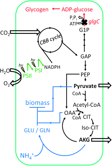 Metabolic scheme for Synechocystis sp. PCC 6803 ΔglgC cells under nitrogen-deprived conditions. Carbon (as CO2) enters the Calvin–Benson–Bassham (CBB) cycle to produce metabolic intermediate carbon compounds (black arrows). In the absence of a reduced nitrogen source, glutamate and glutamine (GLU/GLN) synthesis halted, as is biomass accumulation (blue arrows). Because carbon cannot be stored as glycogen (red arrows), pyruvate and AKG accumulate and are excreted from the cell. Abbreviations: G1P, glucose-1-phosphate; GAP, glyceraldehyde-3-phosphate; PEP, phosphoenolpyruvate; OAA, oxaloacetic acid; CIT, citric acid; Iso-CIT, isocitric acid; AKG, α-ketoglutarate; GLU/GLN, glutamate/glutamine. Light reactions of photosynthesis are indicated by “hν” symbols at reaction centers.