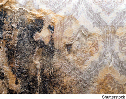 ugraphic, filename = c2em90056d-u5.gif