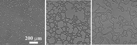 The phase-separation process observed with phase contrast microscopy in a polymer solution of PS (molecular weight: 1.90 × 105) and diethyl malonate (8.53 wt% PS) at 0.0 °C, which is 11.6 K below the phase-separation temperature of 11.6 °C. Patterns are observed after 16 s, 103 s, and 2100 s after the quench from left to right. We can see a gradual transition in morphology from network to droplet, reflecting the crossover from the mechanical-stress-dominated to interface-tension-dominated regime.