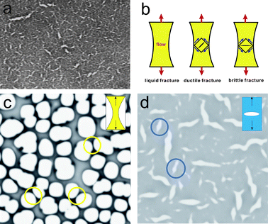 (a) Crack formation in the initial stage of fracture phase separation. Fracture phase separation observed for a polystyrene(PS)/diethylmalonate mixture (4 wt% PS) after a quench to 22 °C. Crack formation is clearly observed. Cracks are solvent-rich domains. The sample thickness is 5 μm. The width of the image corresponds to 0.5 mm. (b) Schematic figure showing liquid, ductile and brittle fracture of a material under elongational deformation. For ductile fracture a crack is formed along 45° from a stretching direction, whereas for brittle fracture it is formed perpendicular to a stretching direction. Brittle fracture is also characterized by crack formation just after the linear Hookian regime. On the other hand, liquid and ductile fracture occur after large nonlinear deformation. Viscoelastic phase separation accompanies liquid or ductile fracture for self-generated shear deformation, whereas fracture phase separation accompanies brittle fracture. (c) Viscoelastic phase separation and (d) fracture phase separation simulated on the basis of the viscoelastic model.15 We can see typical patterns of liquid and solid fracture in (c) and (d), respectively.