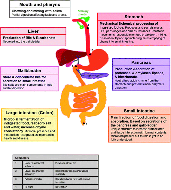 A summary of the structure of the human gastrointestinal system, its main secretions and functions. Passage of chyme is controlled by peristaltic movements and four sphincters: upper esophageal (1), lower esophageal (2), pyloric (3) and rectum (4).