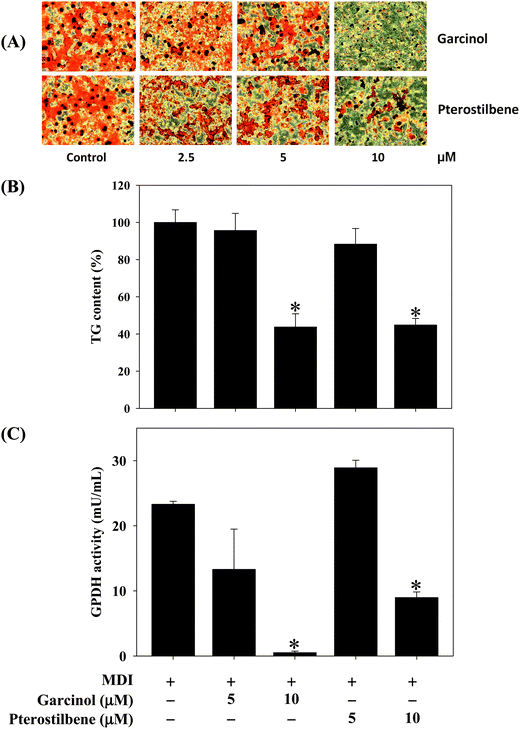 Effects of garcinol and pterostilbene on (A) OROSM, (B) intracellular triacylglycerol, and (C) GPDH activity during 3T3-L1 adipocyte differentiation. 3T3-L1 cells were differentiated for 10 days with or without garcinol and pterostilbene at 5 and 10 μM. Reported values are means ± SD (n = 3). *Significantly different from MDI (p < 0.05). MDI, methylisobutylxanthine/dexamethasone/insulin differentiate medium.