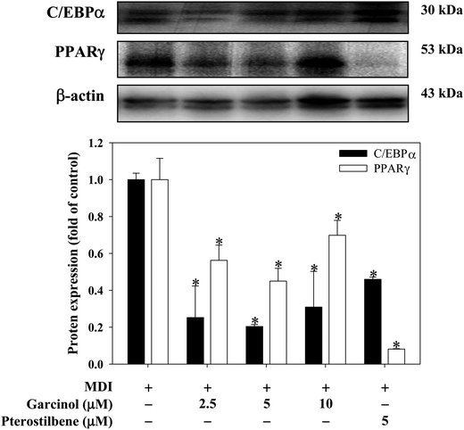 Effects of garcinol and pterostilbene on protein expressions of PPARγ and C/EBPα during 3T3-L1 adipocyte differentiation. 3T3-L1 cells were differentiated for 10 days with or without garcinol and pterostilbene. Reported values are means ± SD (n = 3). *Significantly different from MDI (p < 0.05).