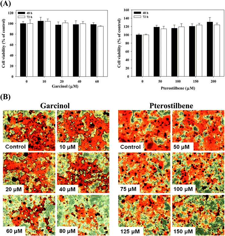 Effects of garcinol and pterostilbene on cell viability (A) and lipid accumulation (B) in 3T3-L1 adipocytes. 3T3-L1 adipocytes were harvested at 10 days after initiation of differentiation and then treated with garcinol or pterostilbene. Reported values are means ± SD (n = 3).