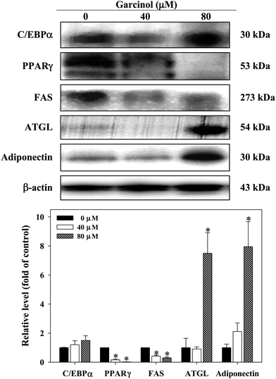 Effect of garcinol on protein expression of C/EBPα, PPARγ, FAS, ATGL, and adiponectin in 3T3-L1 adipocytes. 3T3-L1 adipocytes were harvested at 10 days after initiation of differentiation. The cells were treated with 0–80 μM of garcinol for 24 h. Reported values are means ± SD (n = 3). *Significantly different from control (p < 0.05).