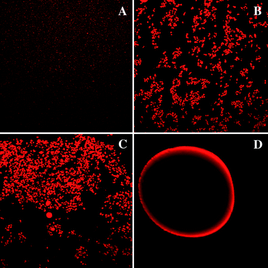 Microstructure of emulsion-based delivery systems before feeding as observed by confocal microscopy: (A) conventional emulsions; (B) small microcluster emulsions; (C) large microclusteremulsions; and, (D) filled hydrogel beads. The images for samples A, B and C were taken using a 60× objective lens and represent an area of 150 × 150 μm, while the images for sample D were taken using a 20× objective lens and represent an area of 450 × 450 μm.