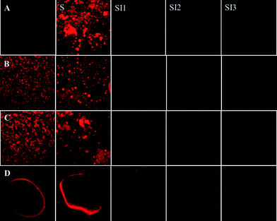 Lipid microstructure of samples taken from different collection points (stomach-S, duodenum-SI1, jejunum-SI2, ileum-SI3) of rat after feeding. Sample Key: (A) conventional emulsions; (B) small microcluster emulsions; (C) large microcluster emulsions; and (D) filled hydrogel beads. The images for samples A, B and C represent an area of 150 × 150 μm, while the images for sample D represent an area of 450 × 450 μm.