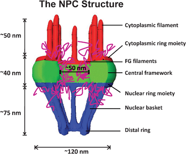 Schematic view of the nuclear pore complex. The NPC is composed of an octagonal central framework (green) that is ∼40 nm in length and ∼50 nm or ∼120 nm in internal or external diameter. A cytoplasmic ring moiety with cytoplasmic filaments (red) of ∼50 nm in total length is attached to the central framework on the cytoplasmic side of the NPC. The nuclear ring moiety and distal ring form a nuclear basket that is ∼75 nm in length (blue), which is connected to the central framework on the nuclear side of the NPC. FG-filaments (purple) occlude the central channel of the NPC.