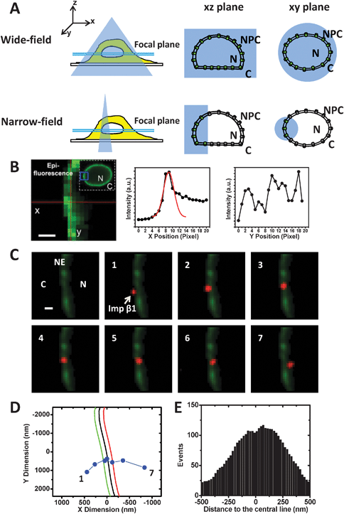 Single-molecule characterization of nucleocytoplasmic transport by wide-field and narrow-field epifluorescence microscopy. (A) In wide-field epifluorescence microscopy, an expanded, slightly diverged light excitation beam (blue shadow) overfills the back aperture of the objective and is focused into a diffraction-limited spot above the focal plane (between the two cyan lines) of the objective. A large excitation volume in the cell sample illuminates all GFP-NPCs (green) embedded in the NE in both the xy and xz planes. By contrast, a much narrower illumination volume in the sample is formed in narrow-field microscopy after the excitation light beam is confined by a pinhole in its path. As a result, only a few GFP-NPCs (green) inside the illumination volume are excited, and the other GFP-NPCs (grey) outside the volume remain non-fluorescent. N, the nucleus. C, the cytoplasm. (B) The fluorescent images of the NE at the equatorial plane of the HeLa cell nucleus. The heavily overlapped green fluorescence of the GFP-NPCs indicates the position of the NE in wide-field (inset) or narrow-field microcopy (the partial NE enclosed in the blue box of the inserted image). Scale bar: 1 μm. The line-scanned pixel intensities of these overlapped GFP-NPCs can be roughly fitted by a Gaussian function for each row in the x dimension but not in the y dimension. The peak positions of each Gaussian fit in the x dimension for a particular set of pixel intensities are subsequently fit with a second-degree polynomial, yielding the location of the middle plane of the NE within the excited area as shown in (D). (C) A typical import event of Imp β1 across the fluorescent NE. Consecutive video frames (1 ms per frame) show that an Alexa Fluor 647-labeled Imp β1 molecule (red dot) starts from the cytoplasm (C), interacts with the NE (green), escapes from the NE and enters the nucleus (N). Scale bar: 2 μm. (D) Trajectories (blue dots) of the interaction event shown in (C) from frames 1 to 7. The black curve is the experimentally determined position of the middle plane of the NE. The green and red curves are for reference at +100 nm and −100 nm from the middle plane of the NE, respectively. (E) 1D spatial distribution of single transiting molecules in the direction perpendicular to the tangent of the middle plane of the NE. Based on hundreds of single-molecule trajectories of transport events as shown in (D), a histogram of the relative distances between the single-molecule spatial locations and the middle plane of the NE can be obtained.