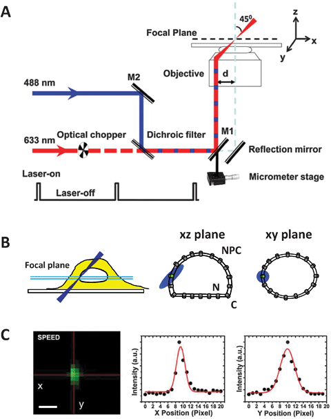 Setup for SPEED microscopy. (A) Diagram of the single-point edge excitation in SPEED microscopy. Equivalent to the illumination pattern of a 488 nm laser, the 633 nm laser is shifted about 237 μm from the center of the objective (d) by a micrometre stage to generate an inclined illumination volume at a 45° angle to the perpendicular direction. An optical chopper on the path of the 633 nm laser beam provides an on-off laser mode with a shorter laser-on time than the laser-off time. The longer laser-off time is sufficient for the transiting molecules in the NPC to escape from the illumination volume and for fresh cargo molecules with intact fluorescence to diffuse from the cytoplasm or the nucleus into the NPC. To ensure the imaging of complete transport events through the NPC, the photobleaching time of the single fluorescent molecules is longer than their nuclear transport time. (B) Diagram for the capture of a single GFP-NPC in both the xz and xy planes in a cell by SPEED microscopy. The incident 488 nm laser beam is shifted about 237 μm off the center of the objective to form an inclined illumination volume. The main goal of this adjustment is to reduce the illumination volume in the z direction and eventually illuminate only a single NPC in the three xyz dimensions. N, the nucleus. C, the cytoplasm. (C) A well-isolated fluorescent spot of a single GFP-NPC captured by SPEED microscopy. A 2D elliptical Gaussian function is used to fit the spot, and the centroid of the GFP-NPC is then determined with an approximately 1 nm localization accuracy. Scale bar: 1 μm.