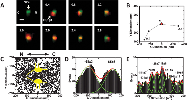 Imaging and tracking of single molecules in a single GFP-NPC by SPEED microscopy. (A–B) A typical single-molecule import event and its trajectories in a single native NPC captured by SPEED microscopy. A single Imp β1 molecule (red spot) started from the cytoplasm (C), interacted with the only illuminated GFP-NPC (green spot), and entered the nucleus (N). A series of consecutive video frames is shown, and the numbers denote time in milliseconds. Based on the single-molecule trajectories (black dots), the dimension and the centroid (a red dot in B) of the NPC, the Imp β1 molecule interacted with the NPC for 1.2 ms to 2.4 ms. N, the nucleoplasmic side of the NPC; C, the cytoplasmic side of the NPC. Scale bar: 1 μm. (C) Superimposed plots of thousands of Imp β1 single-molecule trajectories in single NPCs. Molecular spatial locations within an area of 400 × 400 nm around the centroid of the NPC are shown and further overlaid with a diagram of the NPC architecture (yellow). N, the nucleoplasmic side of the NPC; C, the cytoplasmic side of the NPC. (D) A histogram of the Imp β1 spatial locations within the NPC in the x dimension. The histogram is fit well by a combination of two Gaussian functions. (E) A histogram of the Imp β1 spatial locations within the NPC in the y dimension. The histogram is fit by multiple Gaussian functions.