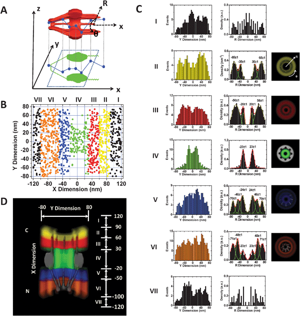 3D spatial density map of the interaction sites of Imp β1 in the NPCs. (A) The diagram demonstrates that the 2D spatial locations of Imp β1 obtained in the focal plane of the objective (the corresponding xy plane) are projections of the actual 3D spatial locations in the NPC. The 3D spatial locations can be described by a cylindrical coordinate system (R, θ, x). Coordinate x represents the location along the NPC axis, whereas (R, θ) refers to the positions at the cross-section of the NPC. (B) The 2D spatial locations of Imp β1 within the NPC are spatially divided into ranges I–VII and purposely plotted in seven different colors. The separated regions are based on the different clusters of the interaction sites between Imp β1 and the FG repeats in the NPC as shown in (C and D). (C) Histograms of the spatial densities of the Imp β1 molecules along the radii (R) at the cross-section of the NPC in ranges I–VII. The first column contains the histograms of the spatial locations of Imp β1 in ranges I–VII along the y dimension in (B), the second column contains the corresponding histograms in the R dimension after the deconvolution process (the major peaks are obtained by Gaussian fittings), and the third column is the cross-sectional image of each region. Because the Imp β1 spatial locations are randomly distributed outside the NPC, there is no interaction group in ranges I or VII. Bin size: 5 nm. (D) Cutaway view of the 3D spatial density map of Imp β1 superimposed on the NPC architecture (gray). Different colored regions illustrate different spatial configurations driven by the interactions between Imp β1 and the FG repeats in the NPC. The numbers in nanometres denote the distance from the centroid of the NPC.