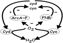 The basic relationships, both excitatory (+) and inhibitory (−), between the transcriptional regulators (FNR and ArcA∼P), the genes encoding the alternative oxidases (cyd and cyo) and the oxidase proteins (Cyd and Cyo). The transcription factors are switched off when oxygen (O2) is abundant, allowing maximum expression of cyo (FNR and ArcA∼P no longer repress expression) and basal level expression of cyd (FNR no longer represses but ArcA∼P does not activate). When intermediate amounts of O2 are available ArcA∼P is able to activate expression of cyd, leading to maximal cyd expression under micro-aerobic conditions. In the absence of O2 both FNR and ArcA∼P are active and expression of cyd and cyo is repressed. Reduction of O2 to H2O by the terminal oxidases affects the level of signal perceived by the regulators.