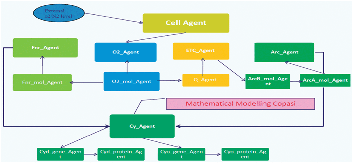 The hybrid model architecture for the E. coli model.