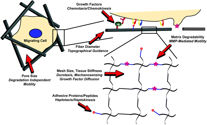 
          Cell migration
           processes in a three-dimensional 
          extracellular matrix
          . In vivo, cell motility is governed by the coordination of multiple extracellular signals, including soluble growth factors, the presentation of insoluble adhesive proteins, and the stiffness and extent of crosslinking of the matrix, among others, across multiple length scales. Reviewed here, biomaterials present the unique opportunity to quantitatively parse each process for a better understanding of the migratory process in a complex microenvironment. Red arrows designate tunable parameters in an engineered biomaterial environment, with the resulting control over cell migration shown in italics.