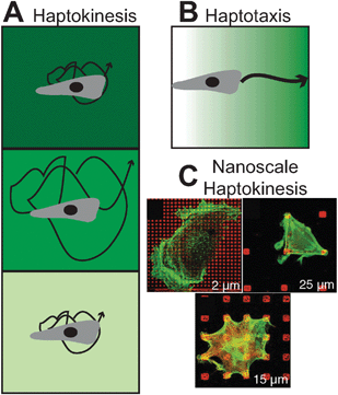 
          Adhesion-mediated 
          cell migration
          . In (A), a homogeneous coating of surfaces with insoluble biomolecules at various densities (haptokinesis, shown by increasing background intensity) regulates cell motile speed in a biphasic fashion for many cell types and systems, analogously to chemokinesis. (B) Haptotaxis, on the other hand, is the directed guidance of cell migration by presenting cell adhesive molecules on a gradient, analogously to chemotaxis. (C) On the nanoscale, adhesive biomolecules can be spaced at defined intervals with soft lithography to determine the spatial requirements for focal adhesion formation to generate functional motility (reprinted with permission from ref. 178).