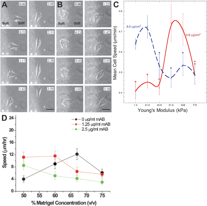 
          The stiffness of the matrix regulates 
          cell motility
          . PAA substrates were used to show the first evidence that the stiffness of an underlying substratum could direct cell motility (A–B). Migrating cells starting on a stiff (A) or soft (B) substrate would come to an interface between soft and stiff substrates and preferentially migrate on stiffer substrates (reprinted from ref. 104 with permission from Elsevier). On PAA substrates spanning a range of stiffnesses, smooth muscle cells were shown to have a biphasic dependence on substrate stiffness (C). Cell motility was maximized on substrates of intermediate stiffness, which further depended on the density of fibronectin coupled to the PAA surface (reprinted from ref. 106). This biphasic relationship between matrix stiffness and cell motility was later shown in prostate cancer cells in 3D Matrigel environments (D,73 Copyright (2006) National Academy of Sciences, USA).