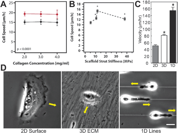 
          Fiber Length-Scale Dictates Geometric Migratory Microenvironment. In (A) Kim et al., observed no dependence of glioblastoma motility on 3D collagen gel stiffness (reprinted from ref. 133 with permission from the American Society for Cell Biology). In (B) Harley et al., used collagen gels with pore sizes 1–2 orders of magnitude larger than in Kim et al. (reprinted from ref. 146 with permission from Elsevier). They observed cell speeds that had a biphasic dependence on collagen fiber stiffness. Pore sizes in this microenvironment are an order of magnitude larger than the length-scale of the cell, so collagen fibers appear as 1D lines. This may explain the discrepancy in observed motility between (A) and (B). In (C–D) Doyle et al., used micropatterned PDMS substrata and cell-generated 3D ECMs to show that cell migration is fastest along 1D printed lines and slowest on a non-fibrillar, flat 2D surface (©2009 Rockefeller University Press. Originally published in ref. 147).