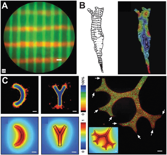 Emerging tools for studying matrix control of cell motility. The combination of light sensitive polymerization initiators and confocal microscopy has made 3D patterning of hydrogels possible ((A) reprinted from ref. 179 with permission from Elsevier). Embedding and tracking the displacement of fluorescent beads in compliant substrates can be exploited to map tractional forces of migrating cells ((B) reprinted from ref. 180 with permission from Elsevier). Patterning in 3D matrices allows for formation of microtissues to study cell migration from tissue-like structures ((C) reprinted with permission from ref. 166).
