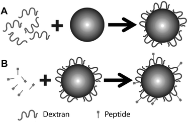 Schema for producing dextran-coated latex beads functionalized with small peptides. (A) Step 1: covalent coupling of oxidized dextran to an amine-modified latex bead. (B) Step 2: coupling of a bead coated with re-oxidized dextran with peptide.