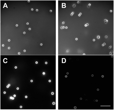 Fluorescent microscopy of NH2-modified latex beads coated with TRITC-labeled dextran either covalently (A, C) or by physisorption (B, D) before (A, B) and after (C, D) washing. The background fluorescence before washing is due to TRITC-dextran present in the solution. Physisorption of TRITC-dextran to bead surfaces occurred during a 24 hour incubation at 25 °C with untreated beads. Covalent binding of TRITC-dextran was made as described in Methods and shown in Fig. 2A. Each type of coated bead was washed five times by centrifugation using 20 mM HEPES, pH 7.4, containing 150 mM NaCl. Before and after washing, the beads were viewed in a fluorescent microscope (Olympus IX70) using the excitation wavelengths of 542–567 nm and the emission wavelengths of 602–662 (red filter) under identical exposure time, gain and offset of the photomultiplier. Magnification bar = 10 μm.