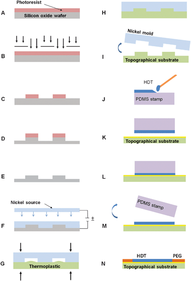 
            Polystyrene topographical substrates were fabricated by (A) spin-coating a silicon oxide wafer with photoresist, (B) photolithographically patterning the resist, (C) developing the photoresist to create an etch mask, (D) anisotropically etching to transfer photoresist features to the silicon oxide at a depth of 1 μm and (E) stripping the photoresist to create the master mold. Nickel, (F) was electroformed to the silicon wafer to form an inverse mold, (G) to hot emboss using elevated temperature and pressure. The embossed polystyrene (H) was cooled under constant pressure and demolded, (I) from the nickel mold to create the topographical substrate. After gold-coating the substrate, a PDMS stamp (J) was swabbed with HDT solution, placed in contact (K) with the gold-coated surface and (L) held under pressure. The stamp was released (M) to reveal a SAM of hydrophobic HDT. The sample was then back-filled (N) with an EG-terminated thiol solution to create a SAM resistant to protein adsorption.