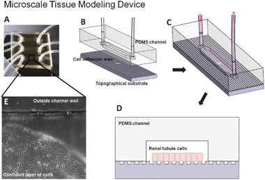 The complete and functioning Microscale Tissue Modeling Device (A) consists of three channels, each of which contains a predetermined area selectively treated for cell adhesion. The disassembled (B) and assembled (C) device consists of two layers: micromolded channels in PDMS and a blank or embossed topographical substrate with selective cell adhesion areas. (D) A cross section of the device illustrates a confluent layer of renal tubule cells within the microfluidic channel and adherent to the topographical substrate. (E) A phase contrast image of cells restricted within the channel and adhered to the cytophilic hexadecanethiol SAM-coated region to avoid edge effects and other external influences.