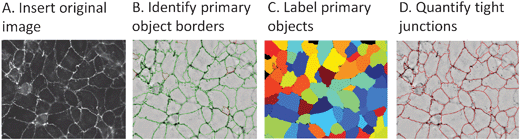 CellProfiler image analysis software receives an image of fluorescently-labeled cells (A) and normalizes intensities across the image. It then identifies object borders (B) and labels primary objects (C) based on user-defined intensity thresholds. Tight junction formation properties are quantified by specifically defining (D) and analyzing the intensity and distribution of labeled ZO-1 protein around cell borders.