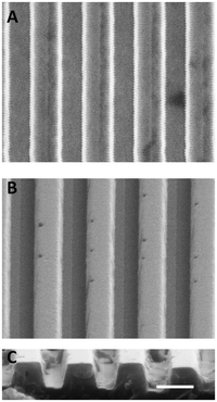 
            SEM images of ridge/groove topography. The topographical features were accurately transferred via hot embossing from a nickel alloy mold (A) to a polystyrene substrate (B). The edge profile of the polystyrene substrate (C) shows defined ridge/groove features. Ridges and grooves are 0.75 μm wide and 0.75 μm deep with a 1.5 μm pitch (scale bar, 1 μm).