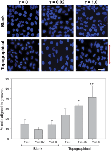 FSS enhanced alignment of cells to topographic patterns. (A) Fluorescently-labeled nuclei of confluent layers of HK-2 cells on topographical substrates exposed to 2 hours of either 0, 0.02 or 1.0 dyne cm−2 FSS exhibited alignment to grooves, while cells on blank substrates did not. The arrow indicates direction of grooves on topographical substrates. (B) Percentage of nuclei aligned to grooves within 10° increased significantly due to the presence of grooves and FSS. The presence of 1 dyne cm−2 FSS significantly increased alignment of nuclei for cells adherent to topographic substrates. Data are presented as mean ± standard deviation. *, P < 0.001 versus blank, τ = 0 samples; †, P < 0.005 versus topographical, τ = 0 substrates (scale bar, 30 μm).