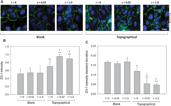 FSS and topography synergistically influenced expression and distribution of ZO-1. (A) Representative images of ZO-1 expression for cells cultured on blank and topographical substrates and exposed to either 0, 0.02 or 1.0 dyne cm−2 FSS. With the addition of topography and FSS stimuli, morphology of the ZO-1 borders transitions from punctate to continuous. The arrow indicates the direction of ridge/groove topography. (B) Intensity of ZO-1, integrated along cell perimeters and normalized by cell perimeter, quantified tight junction expression and distribution. The ZO-1 intensity increased significantly in cells cultured on topographical substrates compared to those on blank surfaces. Cells exposed to all levels of FSS on topographical substrates showed a significant increase in ZO-1 intensity compared to cells on topographical substrates exposed to τ = 0 conditions. (C) Standard deviation of ZO-1 intensity measured along cell perimeters quantifies tight junction continuity. Standard deviation of ZO-1 intensity decreased for all topographical samples compared to cells on blank surfaces and was lowest for cell populations exposed to both topographical substrates and FSS. Cell populations on blank surfaces did not present ZO-1 intensity differences after two hours of FSS. Data are presented as mean ± standard deviation. *, P < 0.05 versus blank, τ = 0 samples; **, P < 0.001 versus blank, τ = 0 samples; †, P < 0.001 versus topographical τ = 0 samples (scale bar, 15 μm).