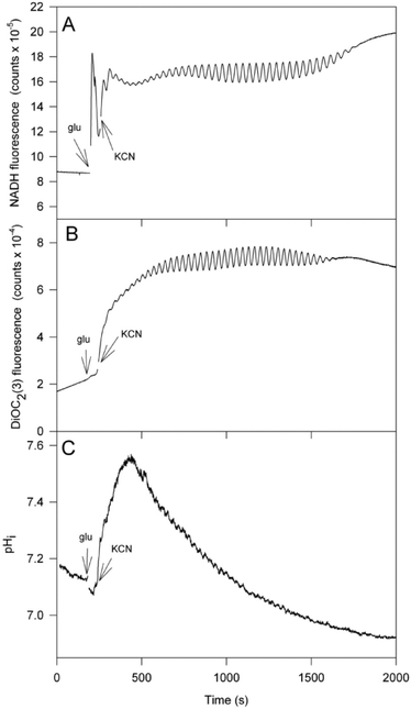Oscillation of NADH, mitochondrial membrane potential (Δψm) and intracellular pH (pHi) in the yeast strain X2180. (A) NADH autofluorescence; (B) Δψm measured using the carbocyanine dye DiOC2(3); (C) pHi measured after incubation of the cells with the dye CFDA-SE. Experimental conditions as shown in Fig. 2.