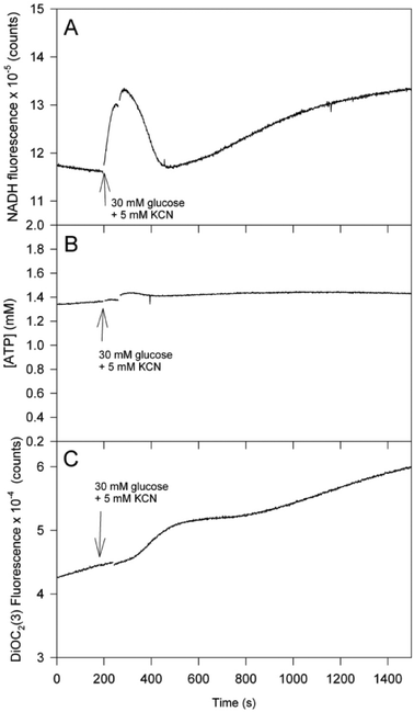 Time series of (A) NADH, (B) intracellular ATP and (C) mitochondrial membrane potential in the etr1Δ mutant of the yeast strain W1536 after addition of glucose and KCN to the cell suspension. Other conditions as shown in Fig. 2 and 3.