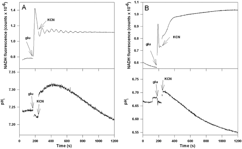 Time series of NADH and intracellular pH (pHi) in the strain RS-72 grown on (A) galactose and (B) glucose following addition of glucose and KCN to the cell suspension. At the indicated times 30 mM glucose and subsequently 5 mM KCN were added to a suspension (20% wet weight) of RS-72 cells. At the indicated times 30 mM glucose and 5 mM KCN were added to the cell suspension. Cell density 20% wet weight.