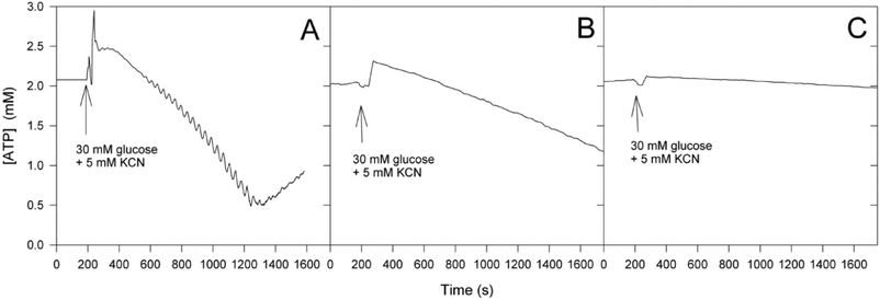 Time series of intracellular ATP in the strains (A) X2180, (B) RS-72 grown on galactose and (C) RS-72 grown on glucose after addition of glucose and KCN to the cell suspension.