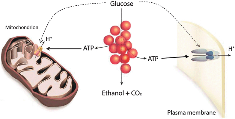 Model of the interaction of glycolysis and membrane bound ATPases. The figure shows glycolysis, the yeast plasma membrane H+-ATPase (Pma1p, right) and the mitochondrial F0F1 ATPase (left). Glycolysis provides ATP for the proton pumping catalyzed by the two ATPases. The rate of ATP hydrolysis in turn determines if glycolysis is oscillating. The activity of the two ATPases is controlled directly or indirectly by the presence of glucose.