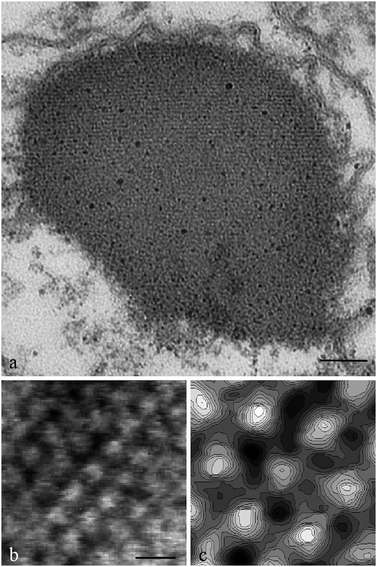 (a) Transmission electron micrograph of a cross section of the Euglena gracilisphotoreceptor showing the fine structure of the organelle. Scale bar: 150 Å. (b) Surface of a lamella showing the ordered pattern of protein oligomers. Scale bar: 100 Å. (c) Grey scale contour plot of the central hexagon of B.