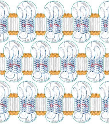 Disposition of the photoreceptive proteins within the membrane layers of the Euglena gracilisphotoreceptor.