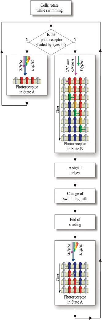 
          Euglena gracilis
          phototaxis flow chart.