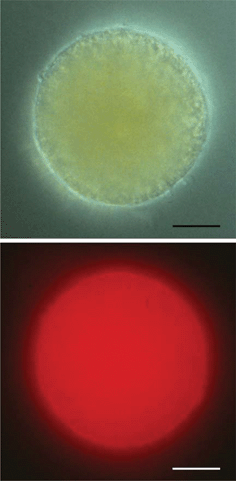 Upper part: bright field micrograph of an egg cell of Silvetia compressa. Lower part: immunofluorescence image of the same cell; the labeling of opsin-like protein(s) within the plasma membrane is impressive. The exposure time is 30 s. Scale bar: 20 μm.
