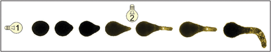Photobehavior of Silvetia compressazygote: refer to text for details.