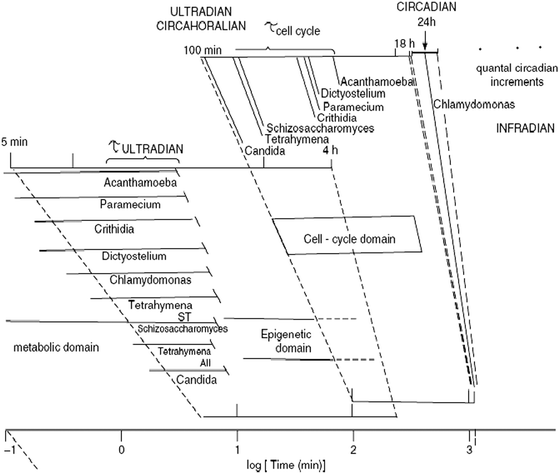 Periodic phenomena across temporal scales. The period of cyclic processes in the ultradian (<24 h), circadian (24 h) and infradian (>24 h) time domains are shown in a logarithmic scale. Several clocks (temperature-compensated biological mechanisms) can be found in the ultradian temporal domain, in addition to the ubiquitous circadian clock. A prominent ultradian clock is the circahoralian (about 1 h period) that is indicated as occurring in many lower eukaryotes and is always of shorter duration that the cell division cycle, as shown in the figure. (Reproduced from Lloyd and Rossi (2008) in Ultradian Rhythms from Molecules to Mind).