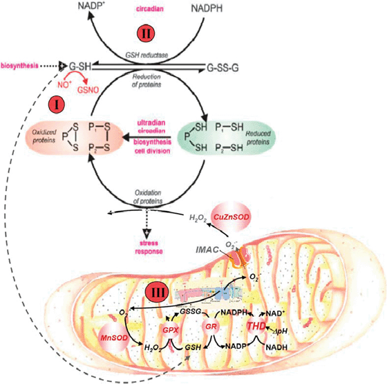 
          Redox cycling of intracellular thiols at the core of yeast and heart rhythmicity. The scheme shows that generation of rhythms entails the cycling of cytoplasmic and mitochondrial proteins between their oxidized and reduced states mainly driven by ROS and the redox potential of the thiols pool. Mitochondria are the main source of ROS produced by the respiratory chain; oxidative stress results from an imbalance between ROS production and ROS scavenging. The glutathione and thioredoxin redox potentials, and the absolute concentrations of reduced (GSH) and oxidized (GSSG) glutathione, modulate ROS emission in mitochondria. Mitochondrial GSH and thioredoxin (Trx2) regeneration in the matrix are essential for keeping the ROS balance. In yeast, numerous processes (magenta I–III) have proven to be oscillatory and we propose that ensembles of oscillators are coupled via this primordial mechanism. In heart, the redox cycling involves at least glutathione, Trx2, and NAD(P)H couples in the mitochondrial matrix, as modulators of ROS generation. Perturbation analysis of the yeast ultradian system utilising NO+ donors, 5-nitro-2-furaldehyde(i), d,l-butathionine (S,R)-sulphoximine(ii) or protonophores(iii), confirms the central role of this redox system. The numbers on the figure represent the site of perturbation. (Reproduced from Aon MA, Roussel MR, Cortassa S, B. O'Rourke, Murray DB, et al. (2008) The Scale-Free Dynamics of Eukaryotic Cells. PLoS ONE 3(11): e3624. doi: 10.1371/journal.pone.0003624).