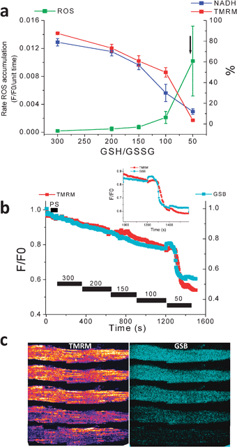 ROS production, and ΔΨm, NADH, and GSH status as a function of GSH : GSSG ratio in saponin-permeabilized cardiomyocytes. Myocytes were resuspended and loaded with TMRM (100 nM) and CM-H2DCFDA (2 μM) for at least 20 min. After loading, the excess dye was washed out, and the cells were briefly superfused with a permeabilizing solution and then continuously perfused with an intracellular solution containing different GSH/GSSG ratios as indicated. ΔΨm, oxidation of the ROS probe, and NADH redox state were simultaneously monitored using two-photon fluorescence excitation. (a) rate of oxidation of the ROS probe (F/F0/unit time), NADH (in % of initial fluorescence before permeabilization), and tetramethyl rhodamine methyl ester, TMRM (ΔΨm in % of initial fluorescence before permeabilization) obtained at different GSH/GSSG ratios (3 mM GSH concentration). The arrow in (a) denotes the point at which ΔΨm irreversibly collapsed. (b) Mitochondrial GSH redox status and ΔΨm level in response to decreasing the GSH/GSSG ratio in saponin-permeabilized cardiomyocytes; timing of the depletion of reduced glutathione levels and ΔΨm collapse. Inset, note that the rapid oxidation of the mitochondrial GSB signal occurs ∼30 s before the irreversible collapse of ΔΨm. (c) Montage of a permeabilized cardiomyocyte loaded with the ΔΨm and GSH sensors and sampled at the different GSH/GSSG ratios. Notice the oxidation of the GSH pool and mitochondrial membrane collapse (bottom row). (Modified from Aon, Cortassa, Maack, O'Rourke (2007) J. Biol. Chem.28, 21889–21900).
