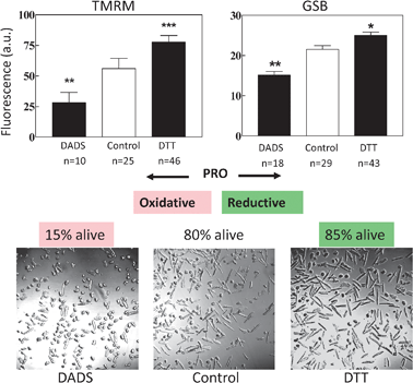 Effect on cell viability and ΔΨm (TMRM) and GSH (GSB) pool of a pro-reductive or a pro-oxidative shift in redox status. (a, b) Cardiomyocytes in the absence (control) or in the presence of 2 mM dithiothreitol (DTT) or 1 mM diallyldisulphide (DADS) were preincubated for 2 h and examined by two-photon microscopy. The pro-oxidative shift in the intracellular thiol pool significantly decreases both the levels of intracellular GSH and ΔΨm with respect to the control (a); in contrast, both variables are increased in the presence of DTT (b). Eighty five percent of cardiomyocytes became non-viable in the presence of DADS (c, left panel) whereas DTT protected them to even slightly, but significantly, higher (85%) values (c, right panel) than the control (80%; c, mid panel) (n = 400; 2 experiments).