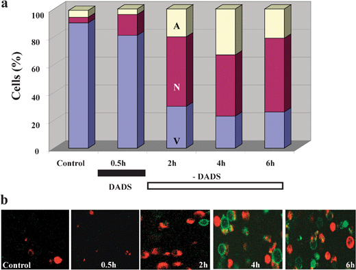 Kinetics of cell death induction in Candida albicans by a short treatment with DADS. (a) Culture-grown C. albicanscells were exposed to 0.5 mM DADS for 30 min at room temperature, while untreated cells remained as control. Cell death was monitored after DADS removal by sampling at the times specified, in which the cells were washed and subjected to protoplasting. Cell death by apoptosis and necrosis was monitored with Alexa Fluor 488 annexin V and propidium iodide on coverslips coated with polylysine, in a thermostated chamber at 30 °C, on the stage of a Nikon E600FN upright microscope. (b) Images of green and red fluorescence were recorded by two photon microscopy. Representative snapshots of the kinetics of appearance of necrotic (red) or apoptotic (green) cells are shown. Key to symbols: A, apoptotic; N, necrotic; V, viable; DADS, diallyl disulphide. (Reproduced from Lemar, Aon, Cortassa, O'Rourke, Muller and Lloyd (2007) Yeast 24, 695–706).