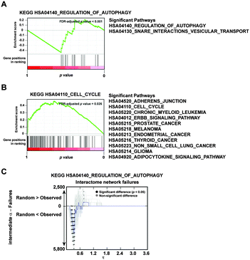 Proteins related to autophagy show an opposite topological network impact to those related to cancer. (A) GSEA results for genes from the “Regulation of Autophagy” KEGG annotated pathway, ranked according to the probability of causing more failures than randomly expected. (B) GSEA results for pathways whose corresponding genes cause fewer failures than randomly expected. The graph shows results for the “Cell Cycle” pathway. Detailed pathways were significant at FDR-adjusted p < 0.05. (C) For an intermediate α and the HPRD dataset, results are shown for the impact of selecting the protein set corresponding to the “Regulation of Autophagy” pathway.