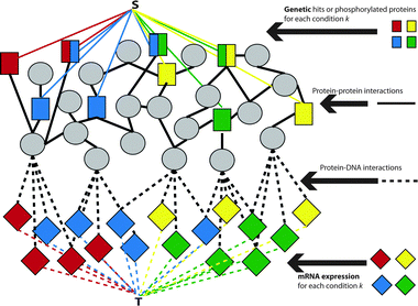 The integration of four distinct data types into a single weighted graph with the auxiliary nodes S and T. Four different conditions are represented, with the genetic hits/phosphorylated proteins (squares) and differentially expressed mRNA (diamonds) derived from distinct experiments. Internal nodes (circles) are derived from the interactome. Black edges represent data from published interactions, colored edges represent chemical-specific data. Dashed edges represent protein–DNA interactions while solid edges represent protein–protein interactions.