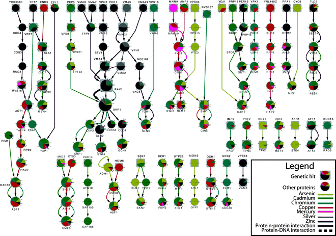 Subset of Yeast transition metal interactome with edge flow values greater than 0.005. Larger node size indicates more flow, while color indicates conditions in which that node/edge is determined to be active. The direction of edges represents flow from genetic hits (rectangles) to mRNA nodes and the color of the edges represents the commodity that was selected to use that edge. Pie charts correspond to fraction of flow for each commodity passing through the node. Graph generated and filtered by Cytoscape.28