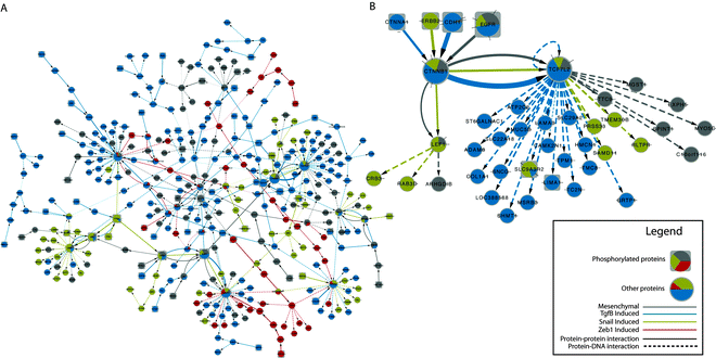 (A) Full EMT network annotated in a similar fashion to Fig. 3. Phosphorylated proteins are represented by rectangles while non-phosphorylated proteins have grey borders. Pie charts represent flow distribution through nodes, while edge color represents the condition in which that edge was selected. (B) CTNNB1 and TCF7L2 and their interacting nodes.